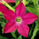 Табак Саратога F1 розовый (rose) /200 семян (драже)/ *Syngenta*