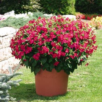 Табак Саратога F1 розовый (rose) /200 семян (драже)/ *Syngenta*