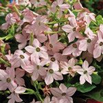 Табак Саратога F1 яблоневый цвет (appleblossom) /200 семян (драже)/ *Syngenta*