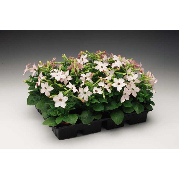 Семена табака Саратога F1 яблоневый цвет (appleblossom) /200 семян (драже)/ *Syngenta*