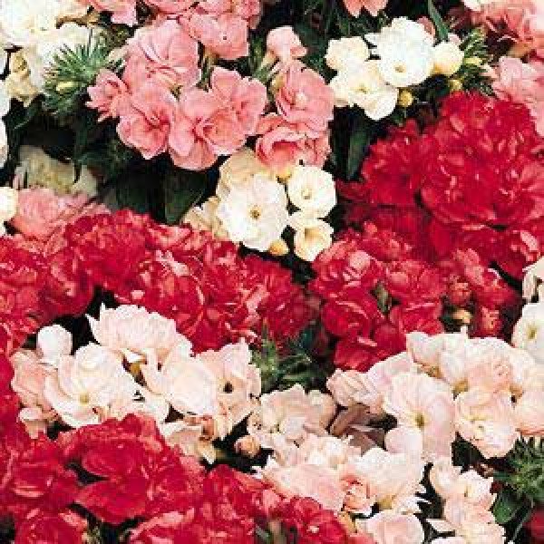 Насіння флокса Проміс суміш (mix) /100 насінин/ *Pan American*