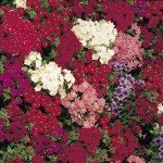 Флокс Етни смесь (mix) /100 семян/ *Pan American*