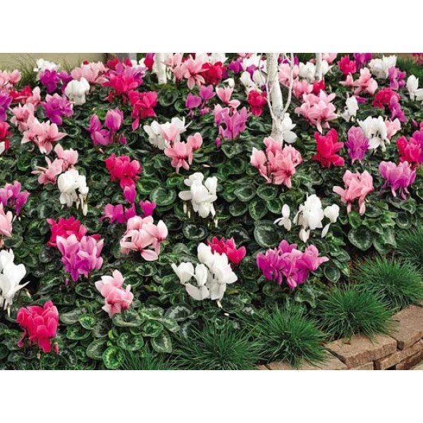 Семена цикламена Раньер F1 смесь (mix) /50 семян/ *Syngenta*