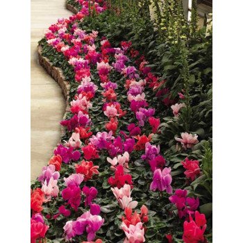 Цикламен Раньєр F1 суміш (mix) /50 насінин/ *Syngenta*