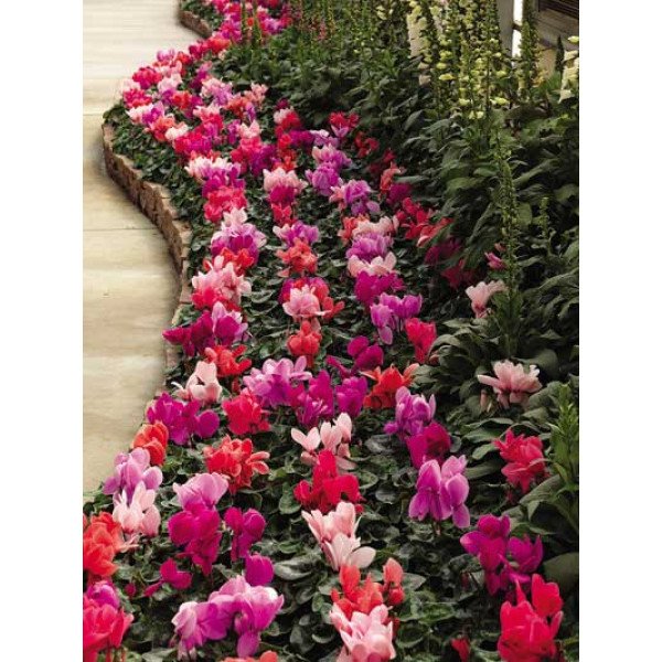 Семена цикламена Раньер F1 смесь (mix) /50 семян/ *Syngenta*