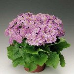 Перикаллис Венеция F1 лиловый /100 семян/ *Syngenta*