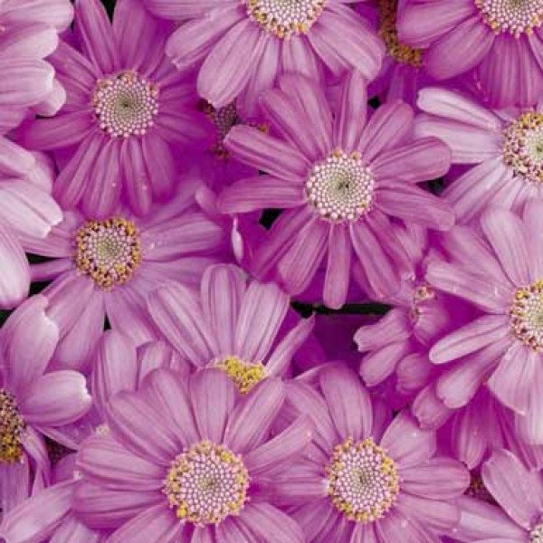 Насіння перикаліса Венеція F1 ліловий /100 насінин/ *Syngenta*