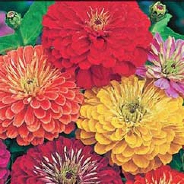 Насіння цинії Бордюр суміш (mix) /5 г/ *Hem Zaden*