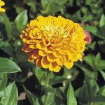 Цинія Гіганти Бенарі золотисто-жовта (golden yellow) /100 насінин/ *Benary*