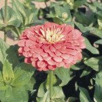 Цинния Гиганты Бенари карминовая (carmine) /100 семян/ *Benary*