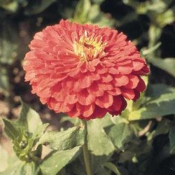 Цинія Гіганти Бенарі коралова (coral) /100 насінин/ *Benary*