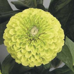 Цинія Гіганти Бенарі лайм (lime) /100 насінин/ *Benary*