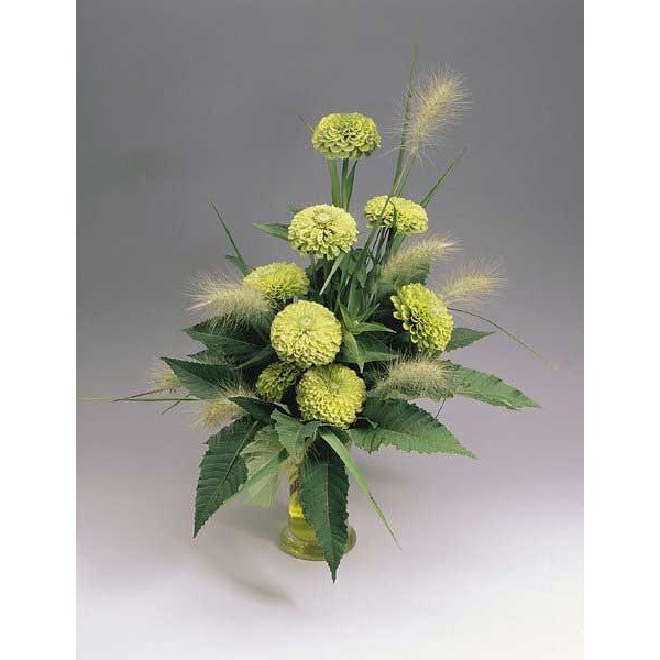 Насіння цинії Гіганти Бенарі лайм (lime) /100 насінин/ *Benary*