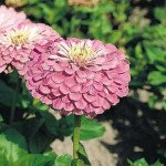 Цинния Гиганты Бенари лиловая (lilac) /100 семян/ *Benary*