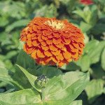 Цинія Гіганти Бенарі помаранчева (orange) /100 насінин/ *Benary*