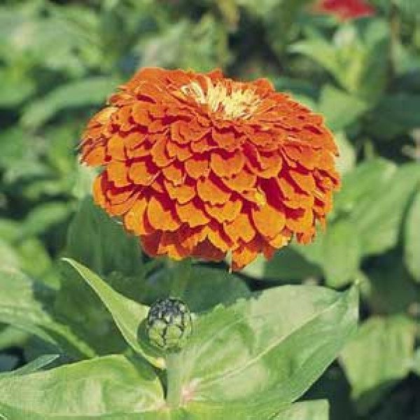 Насіння цинії Гіганти Бенарі помаранчева (orange) /100 насінин/ *Benary*