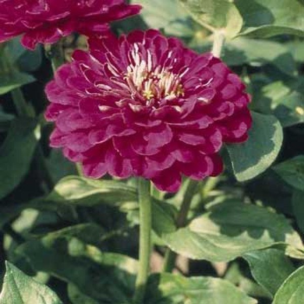 Семена циннии Гиганты Бенари пурпурная (purple) /100 семян/ *Benary*