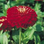 Цинія Гіганти Бенарі скарлет (scarlet) /100 насінин/ *Benary*