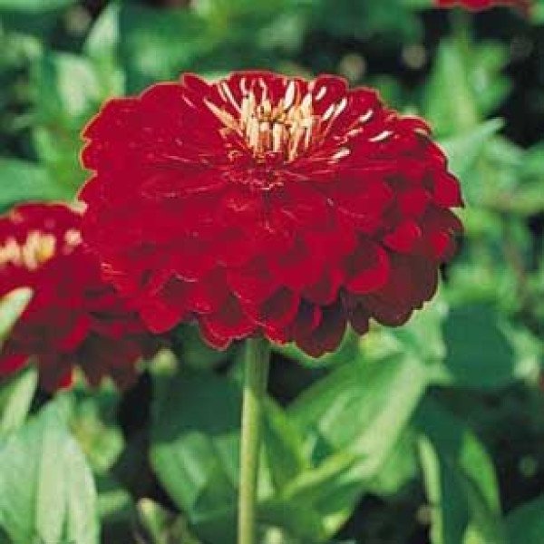 Семена циннии Гиганты Бенари скарлет (scarlet) /100 семян/ *Benary*