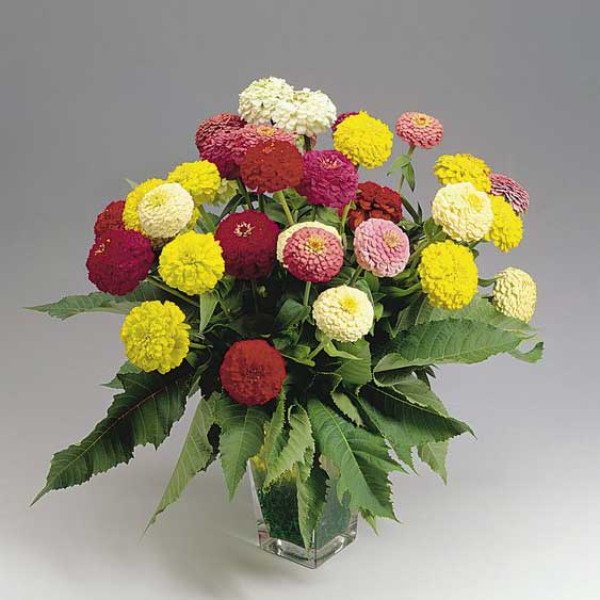 Насіння цинії Оклахома суміш (mix) /1.000 насінин/ *Benary*