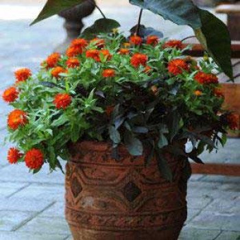 Цинния Сахара F1 файр (fire) /100 семян/ *Pan American*