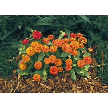 Цинния Циннита F1 оранжевая /100 семян/ *Benary*