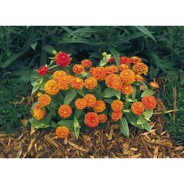 Насіння цинії Циніта F1 помаранчева /100 насінин/ *Benary*