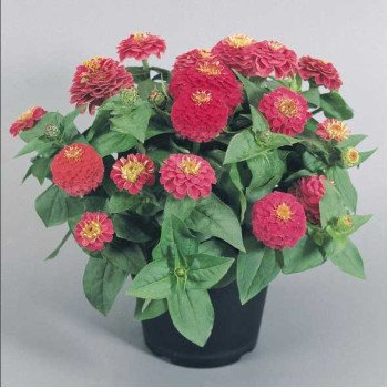 Цинния Циннита F1 розовая (rose) /100 семян/ *Benary*