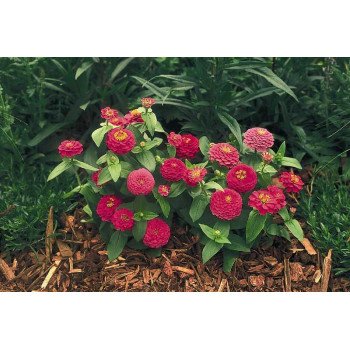 Цинния Циннита F1 розовая (rose) /100 семян/ *Benary*