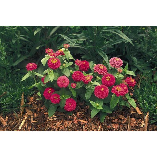 Насіння цинії Цинніта F1 рожева (rose) /100 насінин/ *Benary*