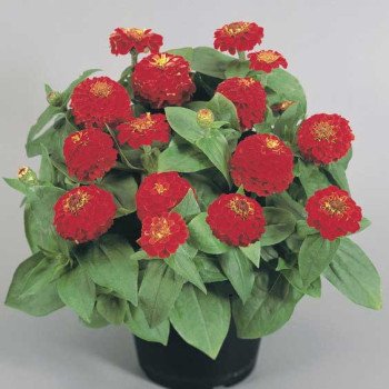 Цинния Циннита F1 скарлет (scarlet) /100 семян/ *Benary*