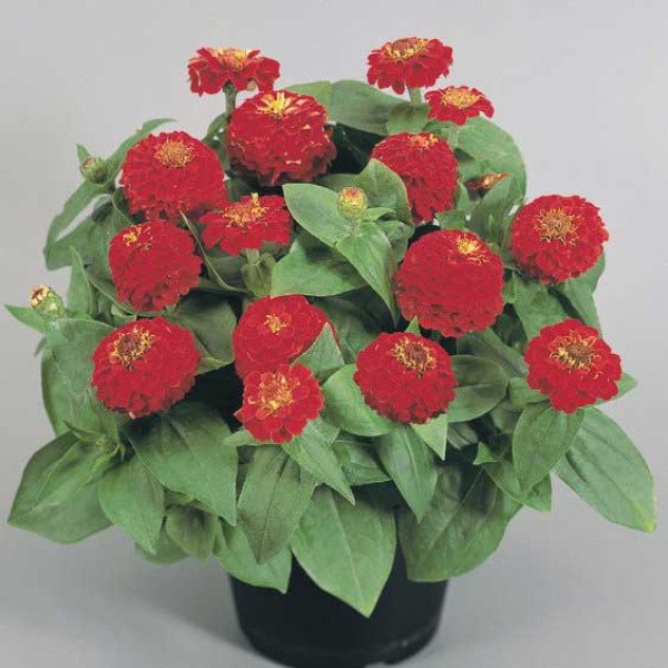 Семена циннии Циннита F1 скарлет (scarlet) /100 семян/ *Benary*