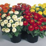 Цинния Циннита F1 смесь (mix) /100 семян/ *Benary*