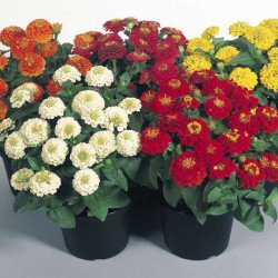 Цинния Циннита F1 смесь (mix) /100 семян/ *Benary*