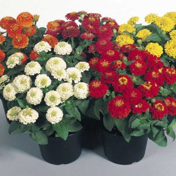 Цинния Циннита F1 смесь (mix) /100 семян/ *Benary*