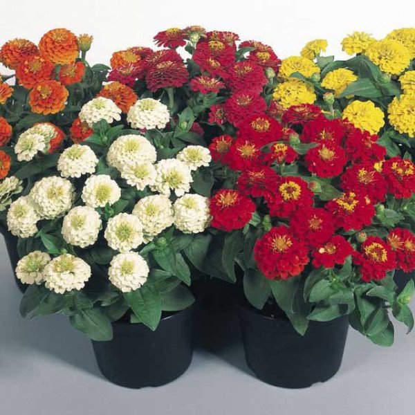 Насіння цинії Цинніта F1 суміш (mix) /100 насінин/ *Benary*
