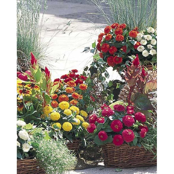 Насіння цинії Цинніта F1 суміш (mix) /100 насінин/ *Benary*