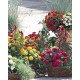 Насіння цинії Цинніта F1 суміш (mix) /100 насінин/ *Benary*