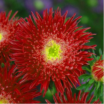 Айстра Сі Старлет червона /1.000 насінин/ *Satimex*