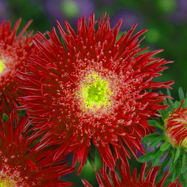 Семена астры Си Старлет красная /1.000 семян/ *Satimex*