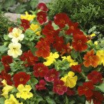 Мімулюс Твінкл суміш /1.000 насінин/ *Hem Zaden*