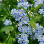 Незабудка суміш /5 г/ *Hem Zaden*