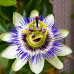 Пасифлора Кавалерійська зірка /100 насінин/ *Hem Zaden*