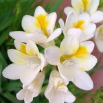 Фрезія Супергігант суміш /100 насінин/ *Hem Zaden*