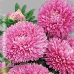 Айстра Балун рожева /1.000 насінин/ *Satimex*