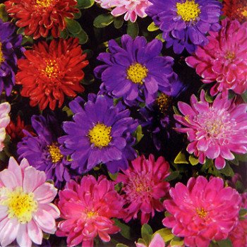 Астра Пиноккио смесь (mix) /5 г/ *Hem Zaden*