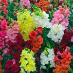 Антирринум Мадам Батерфляй F1 смесь (mix) /100 семян/ *Syngenta*