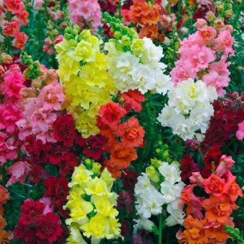 Антирринум Мадам Батерфляй F1 смесь (mix) /100 семян/ *Syngenta*