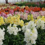 Антірінум Твінні F1 суміш (mix) /100 насінин/ *Hem Genetics*