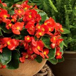 Бегония Бада Бинг F1 скарлет (scarlet) /1.000 семян/ *Syngenta*
